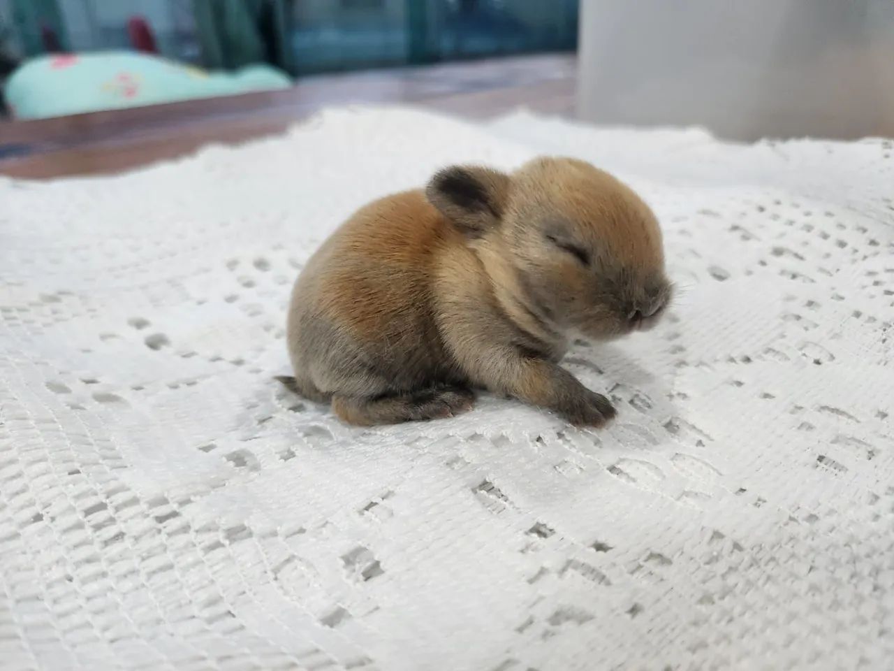 Mini Coelho Holandês 