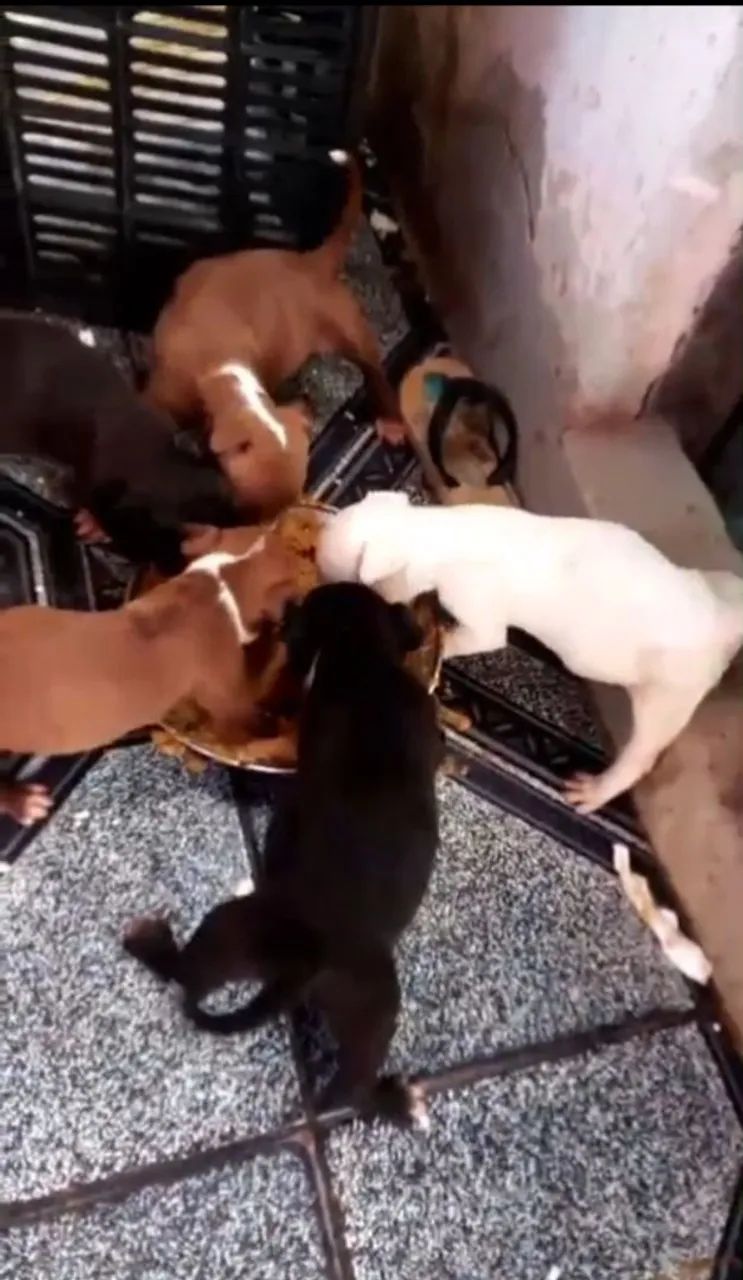 Vendo filhotes de Pit Bull  - Foto 2