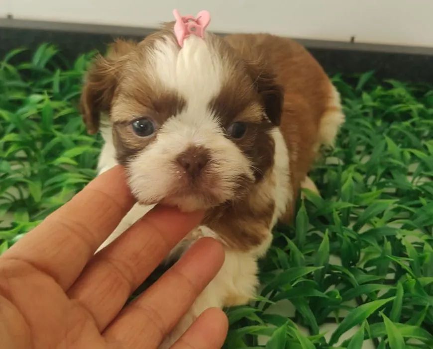  Shihtzu olhos claros   - Foto 2