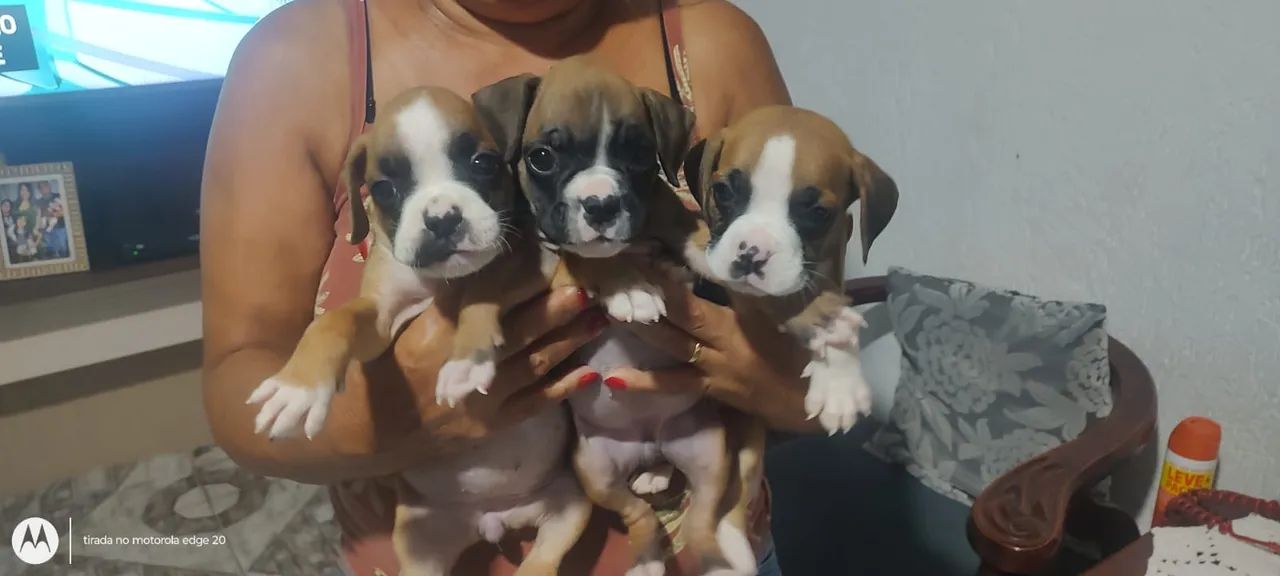 Boxer lindos de bonitos 