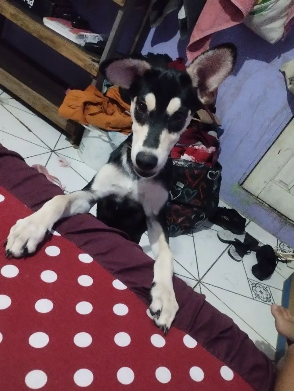 Para doação  - Foto 3