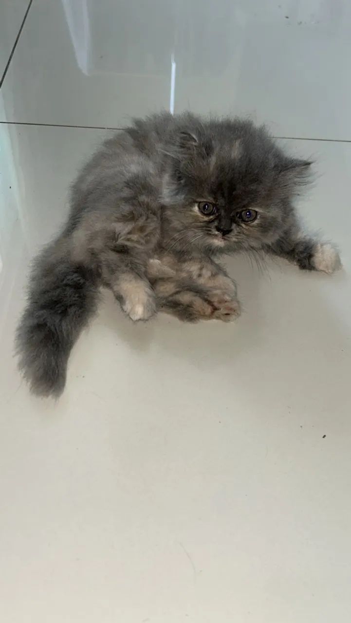 Gato persa 
