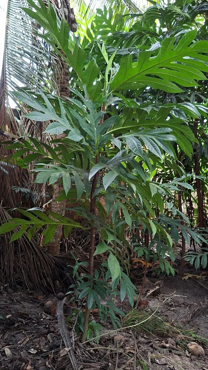 PLANTA FRUTA-PÃO - Foto 3