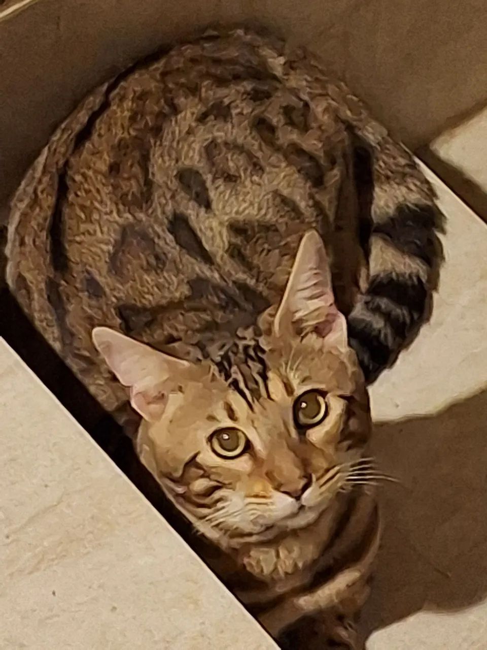 Gato BENGAL  em  promoção  - Foto 6