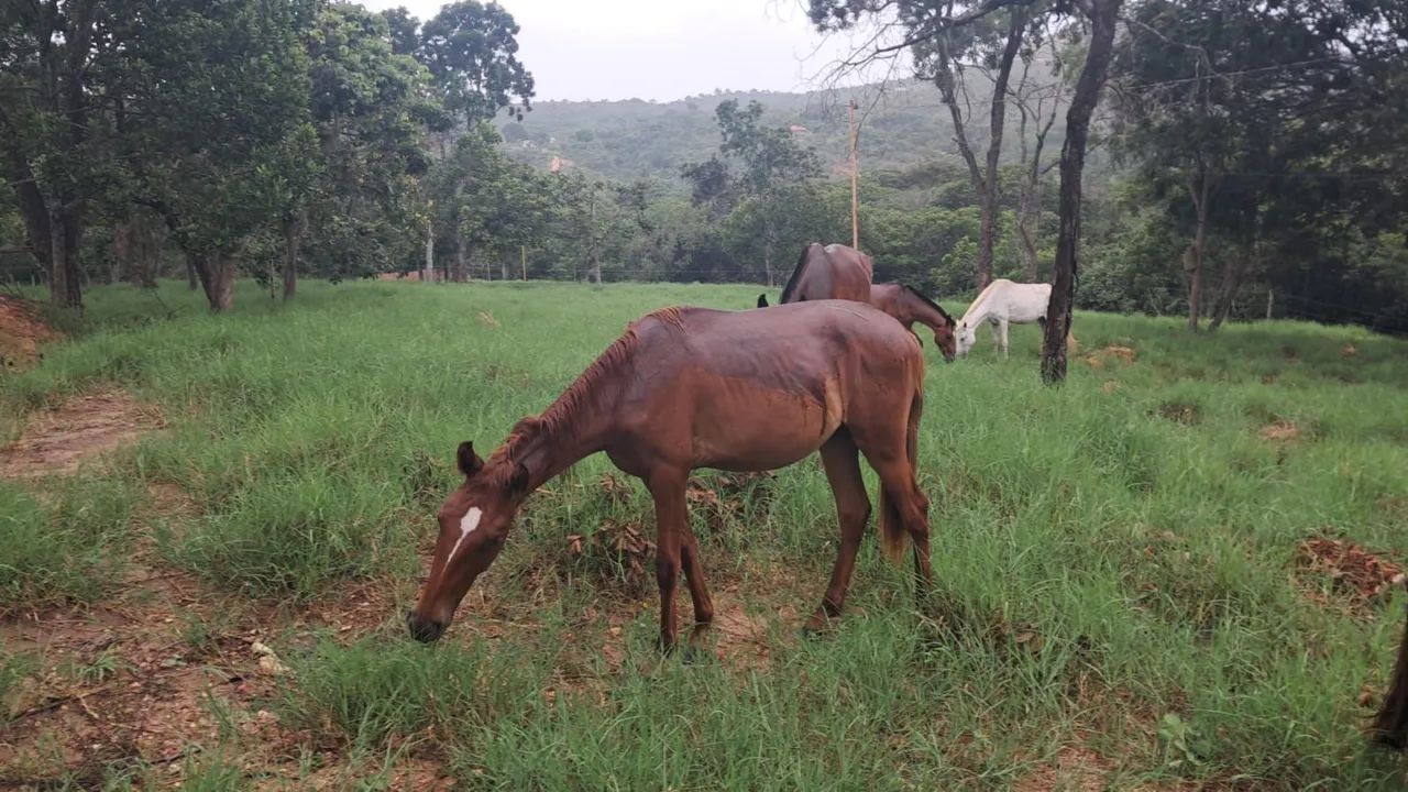 Potro Mangalarga Marchador - Foto 2