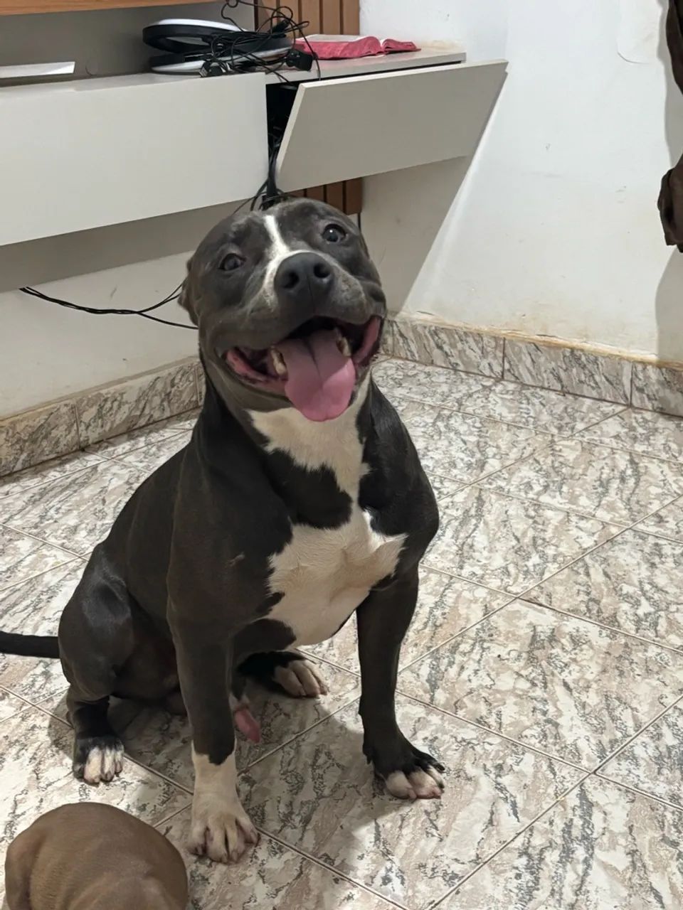 Filhotes pitbull  - Foto 4