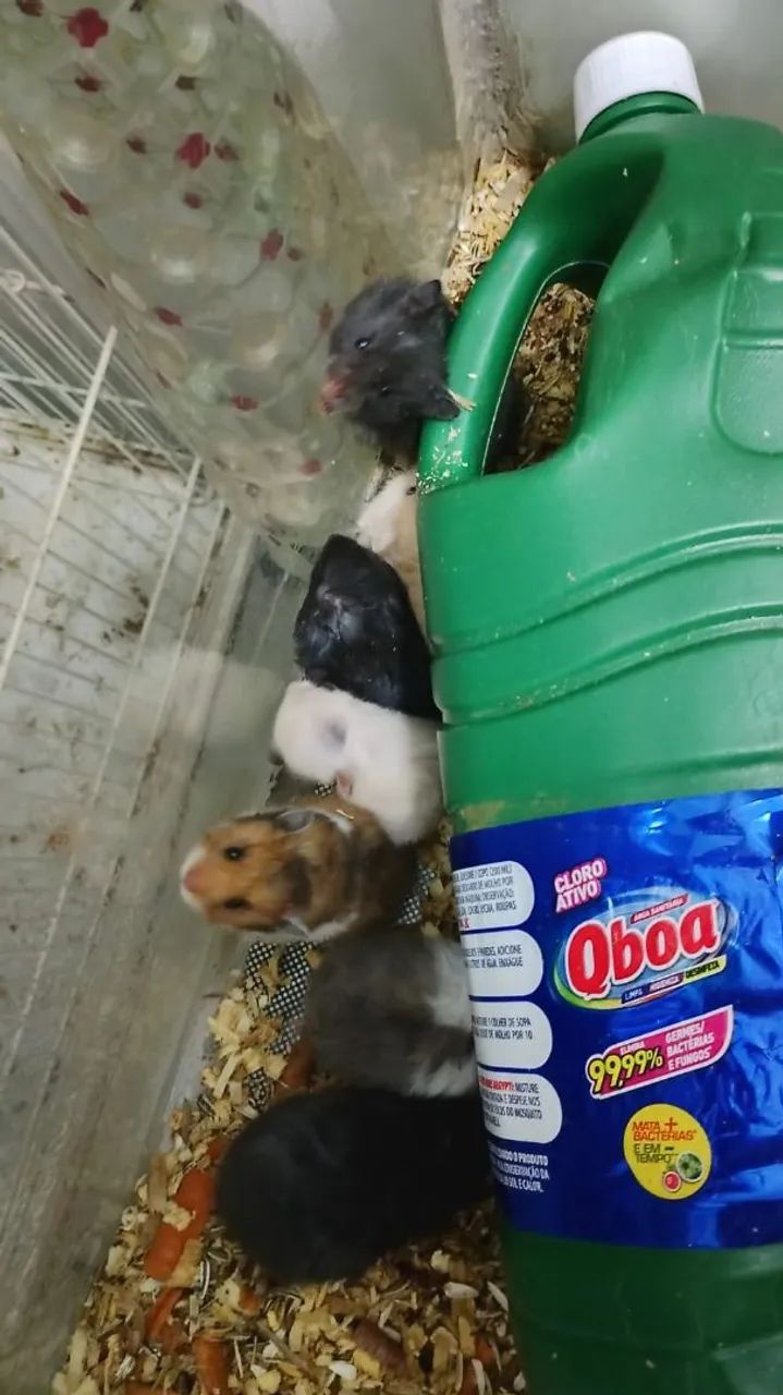 Vende hamster 