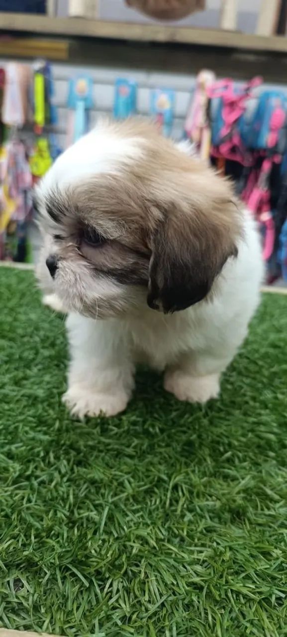 Shih Tzu  - Foto 3