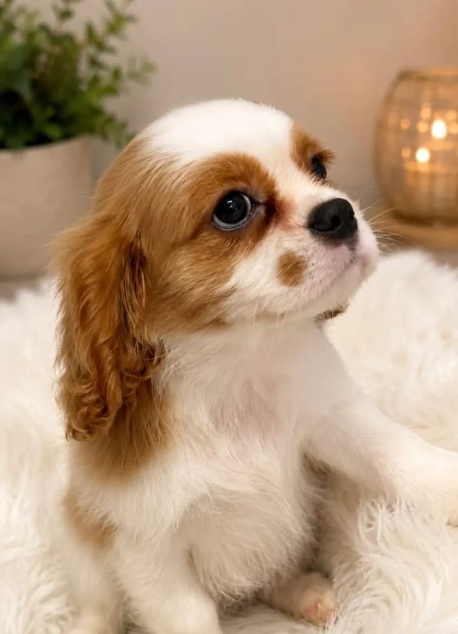Cavalier King Fêmea
