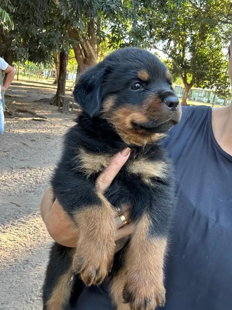 Vendo Filhotes de Rottweiler Com Pedigree  - Foto 3