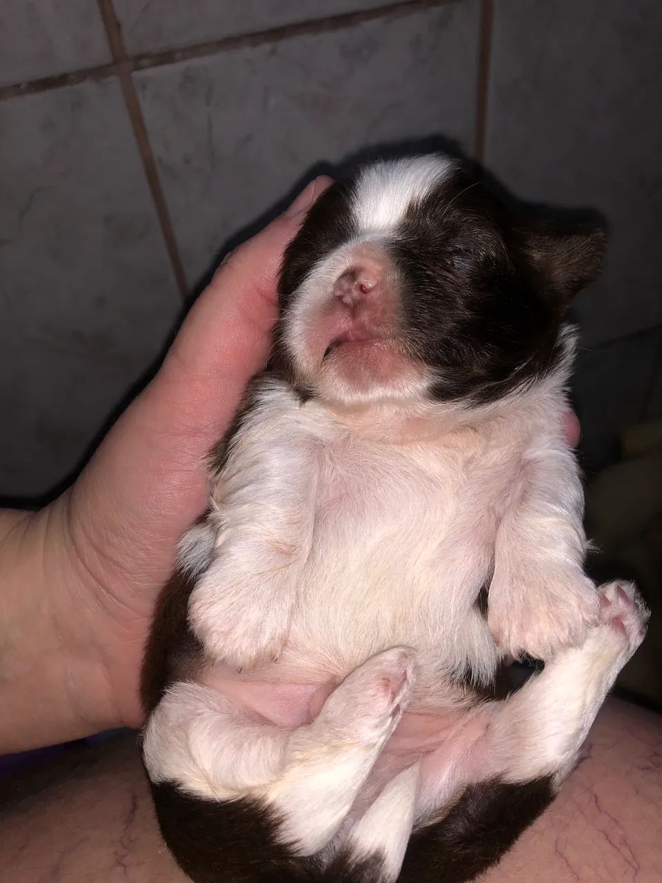 Shihtzu  - Foto 3