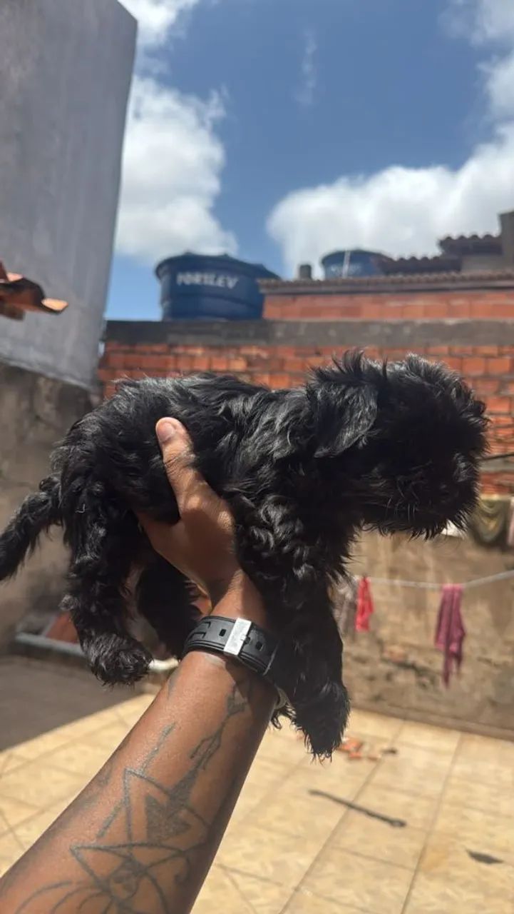 Lhasa apso Venda - Foto 4