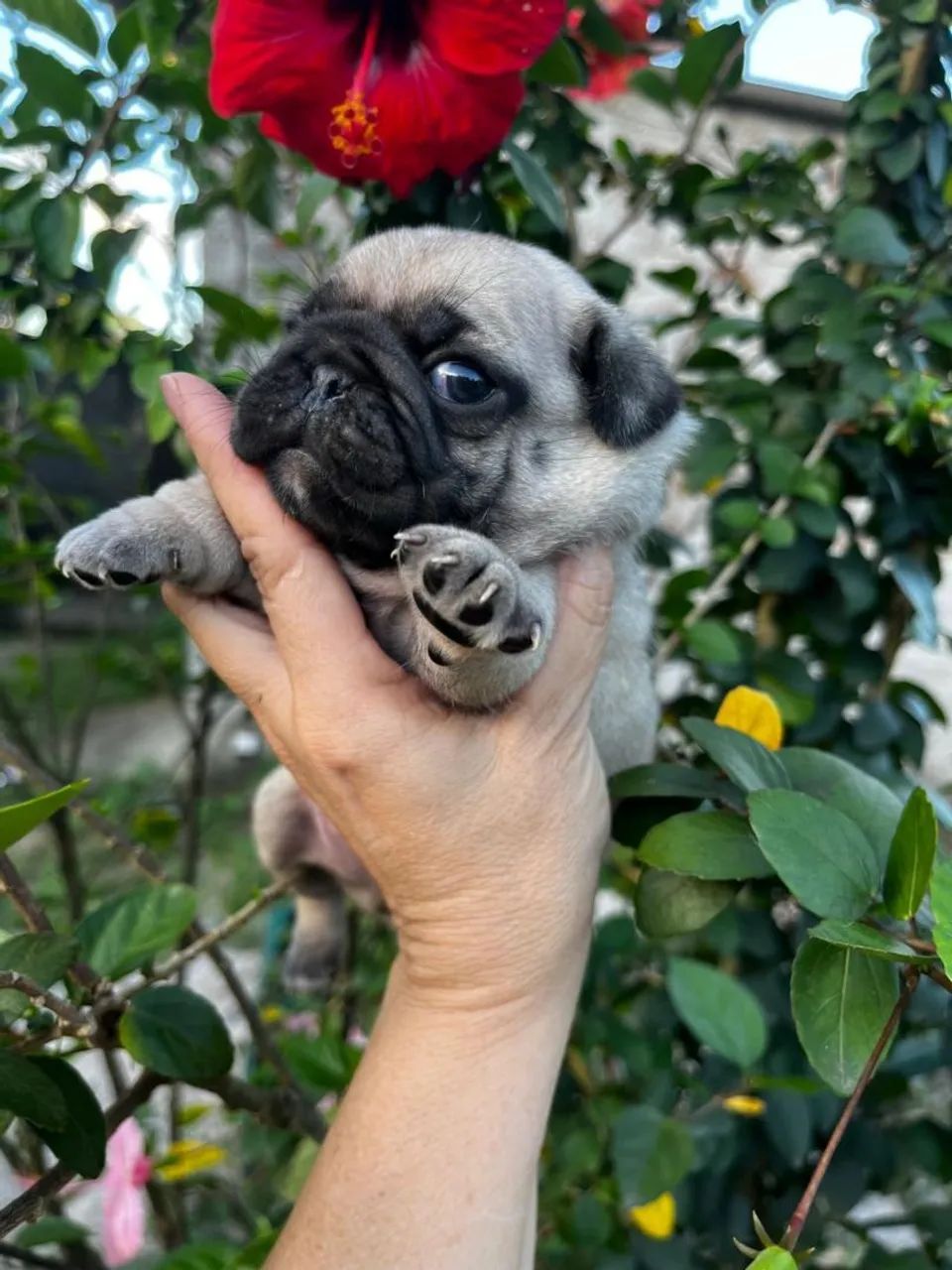 PUG FÊMEA E MACHINHO. - Foto 5