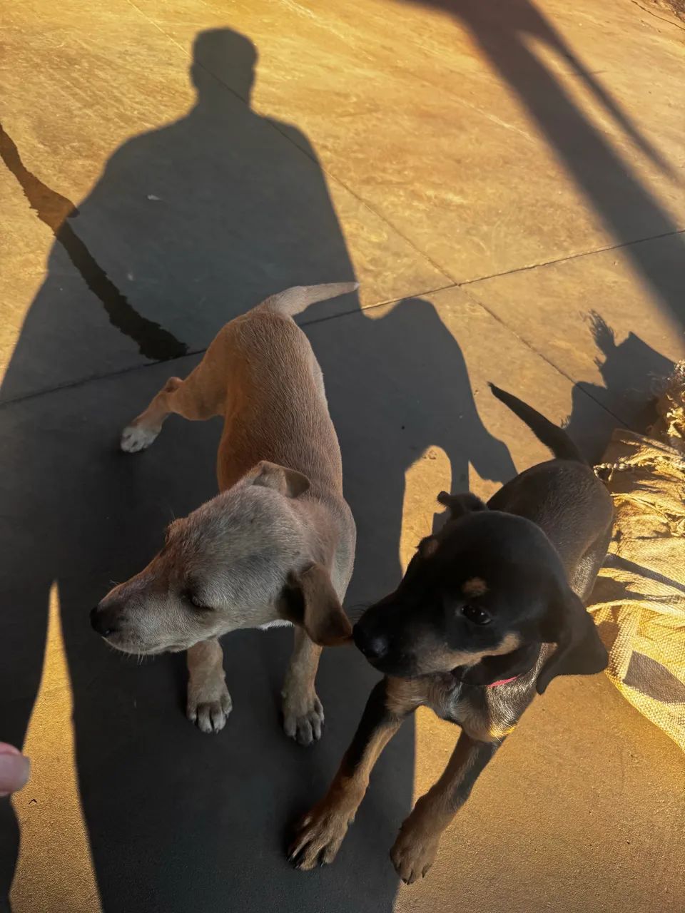Pet - Foto 4