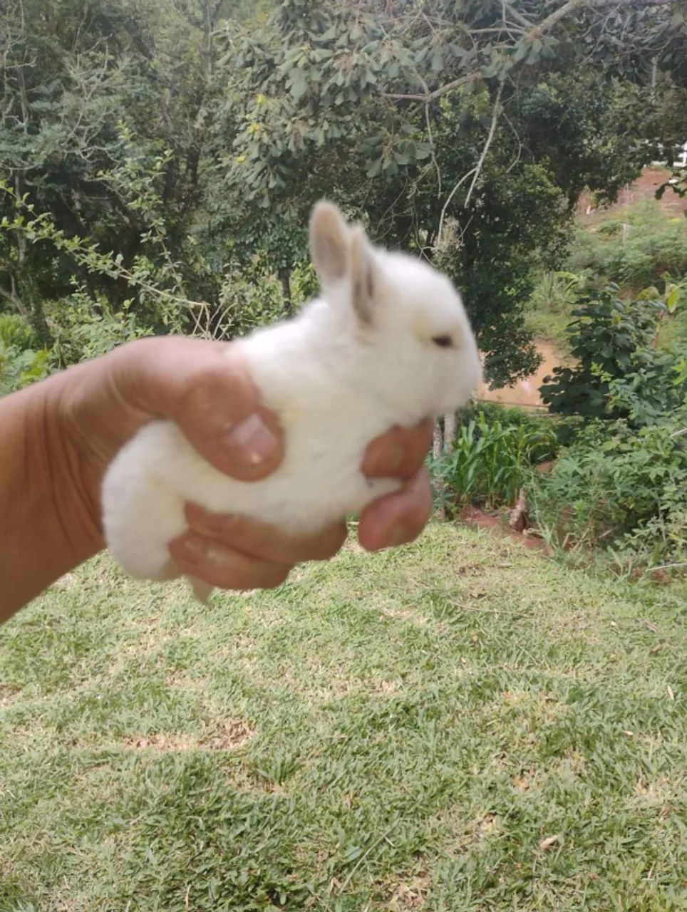 coelho Netherland Dwarf