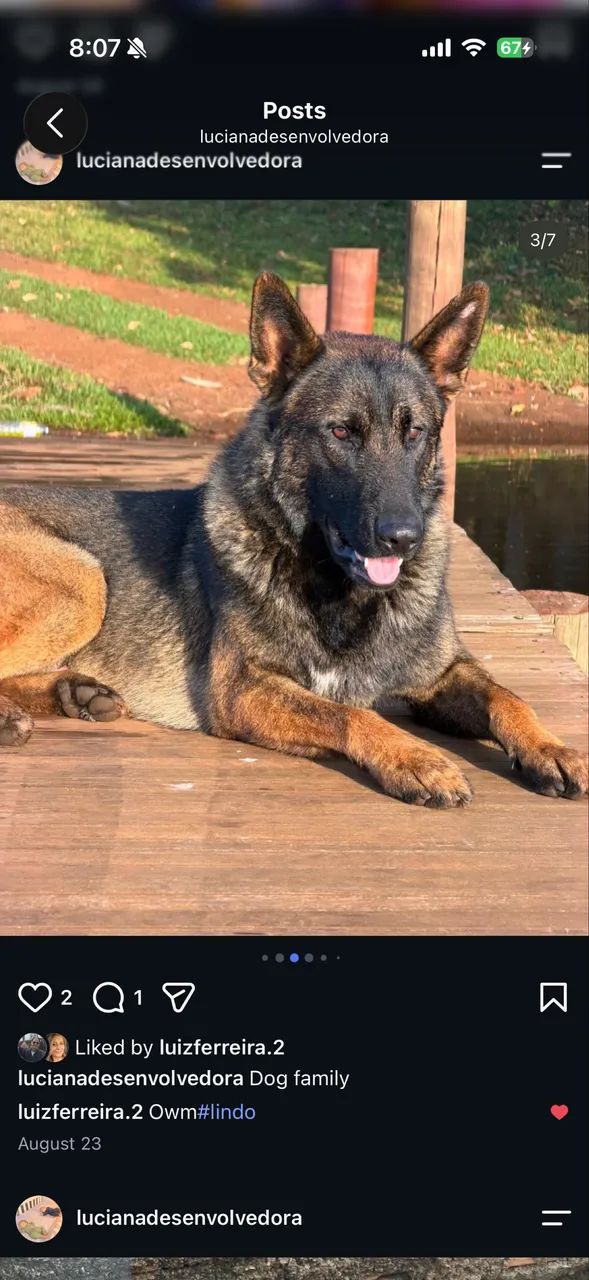 Pastora de Malinois Excelente Linhagem e Temperamento - Foto 5