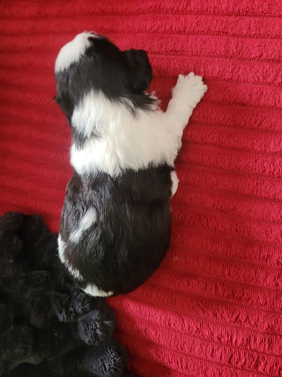 Vendo cachorro  shituz  macho 700 - Foto 2