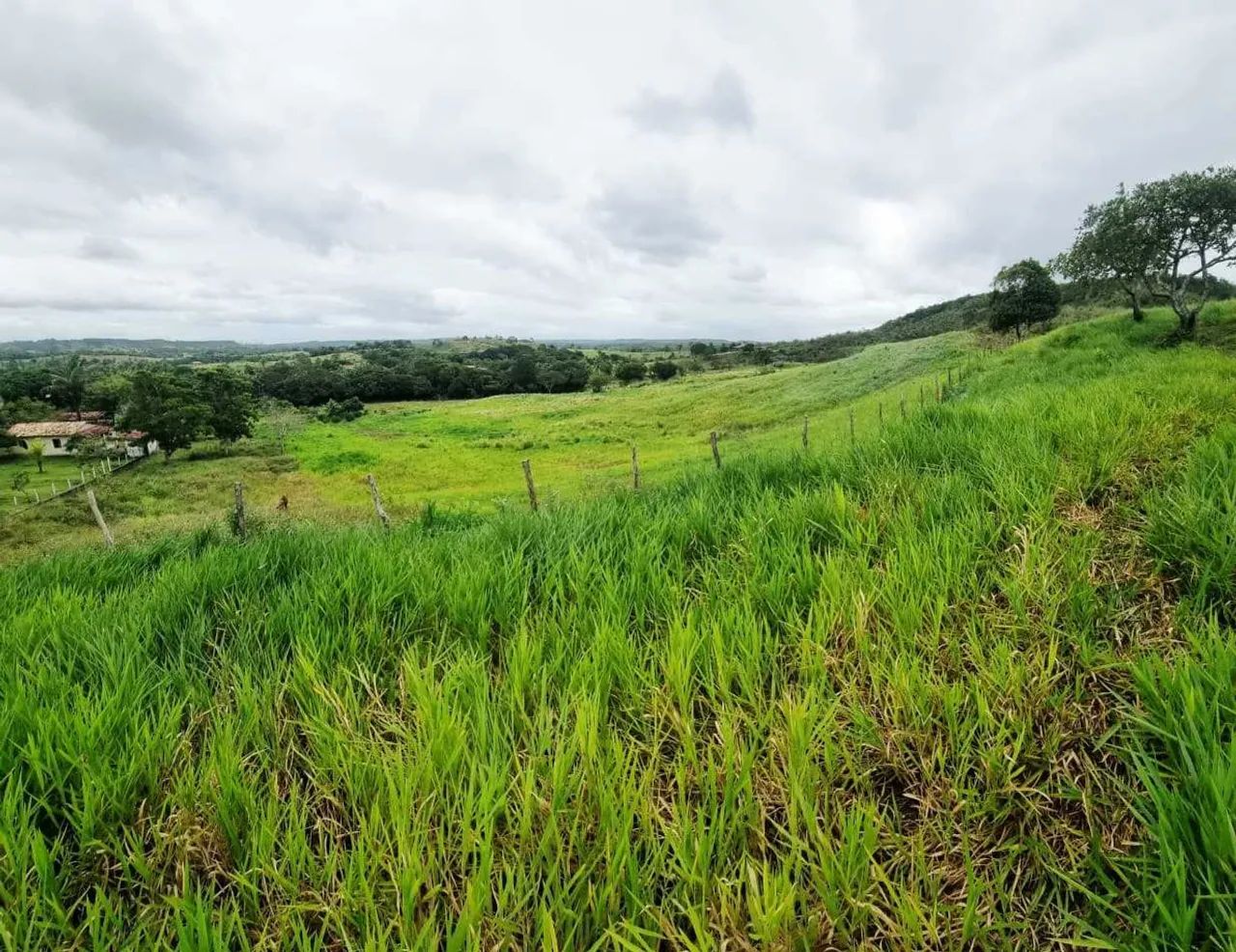 Fazenda em Salgado 40 Tarefas [4909] - Foto 2