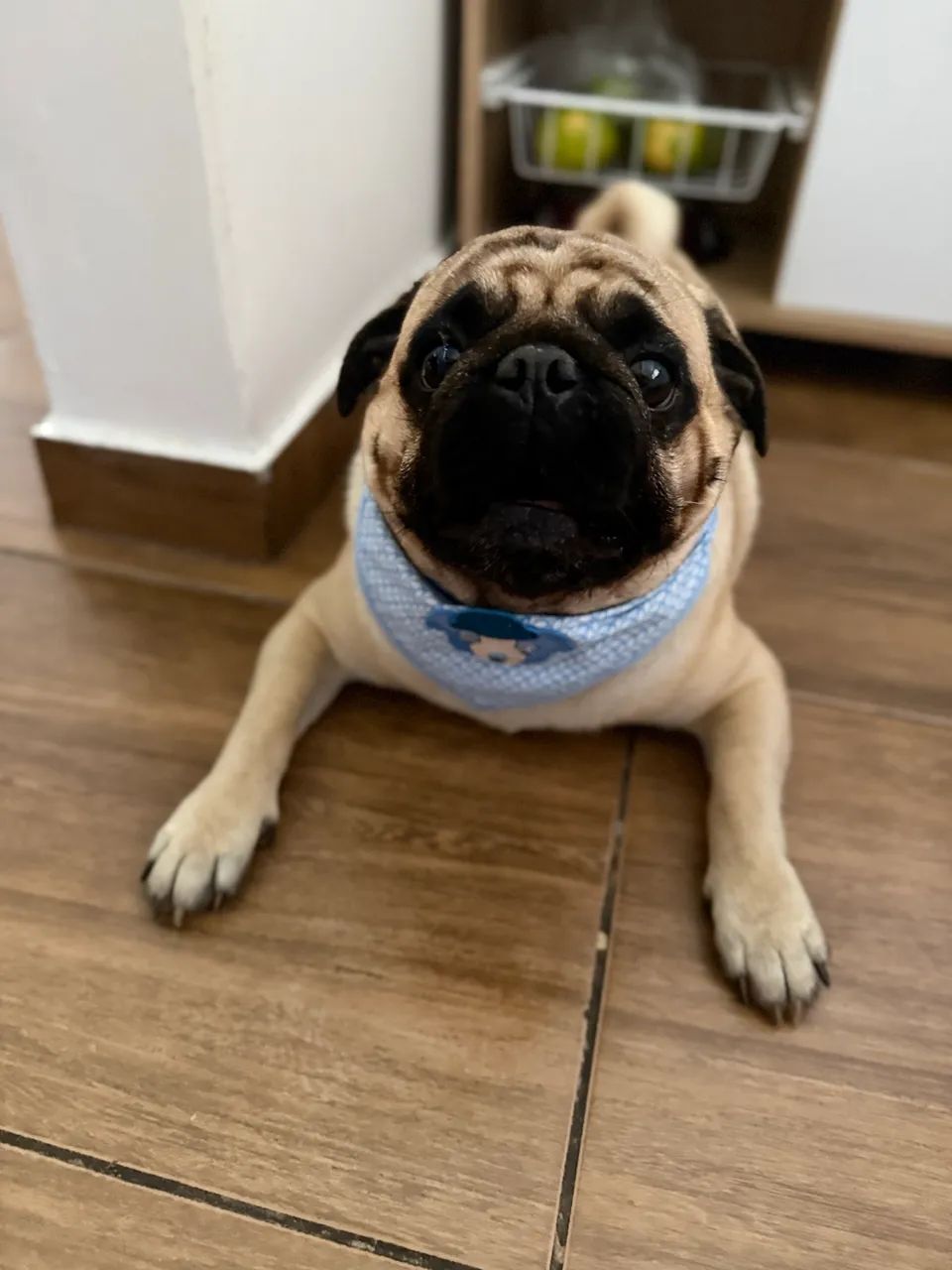 Pug para cruzar  - Foto 4