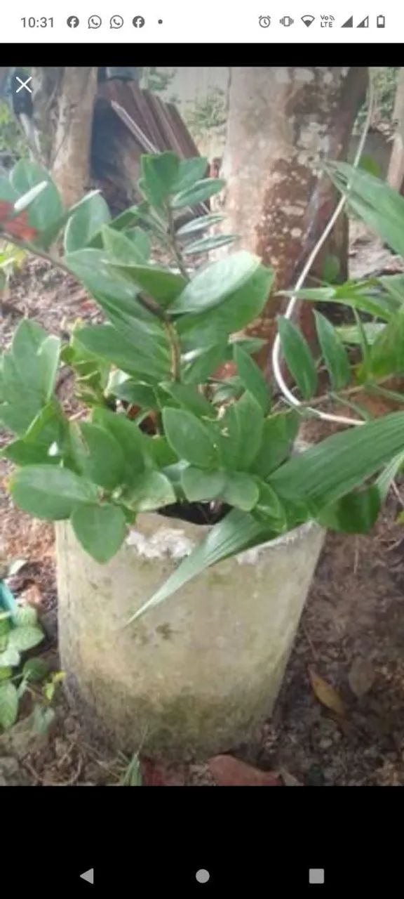 Plantas  - Foto 3