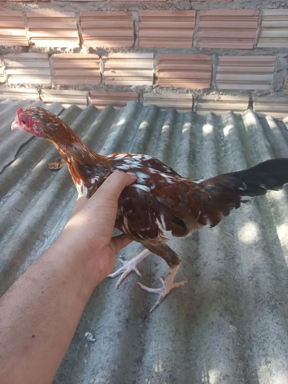 Frango garlinzer  - Foto 3