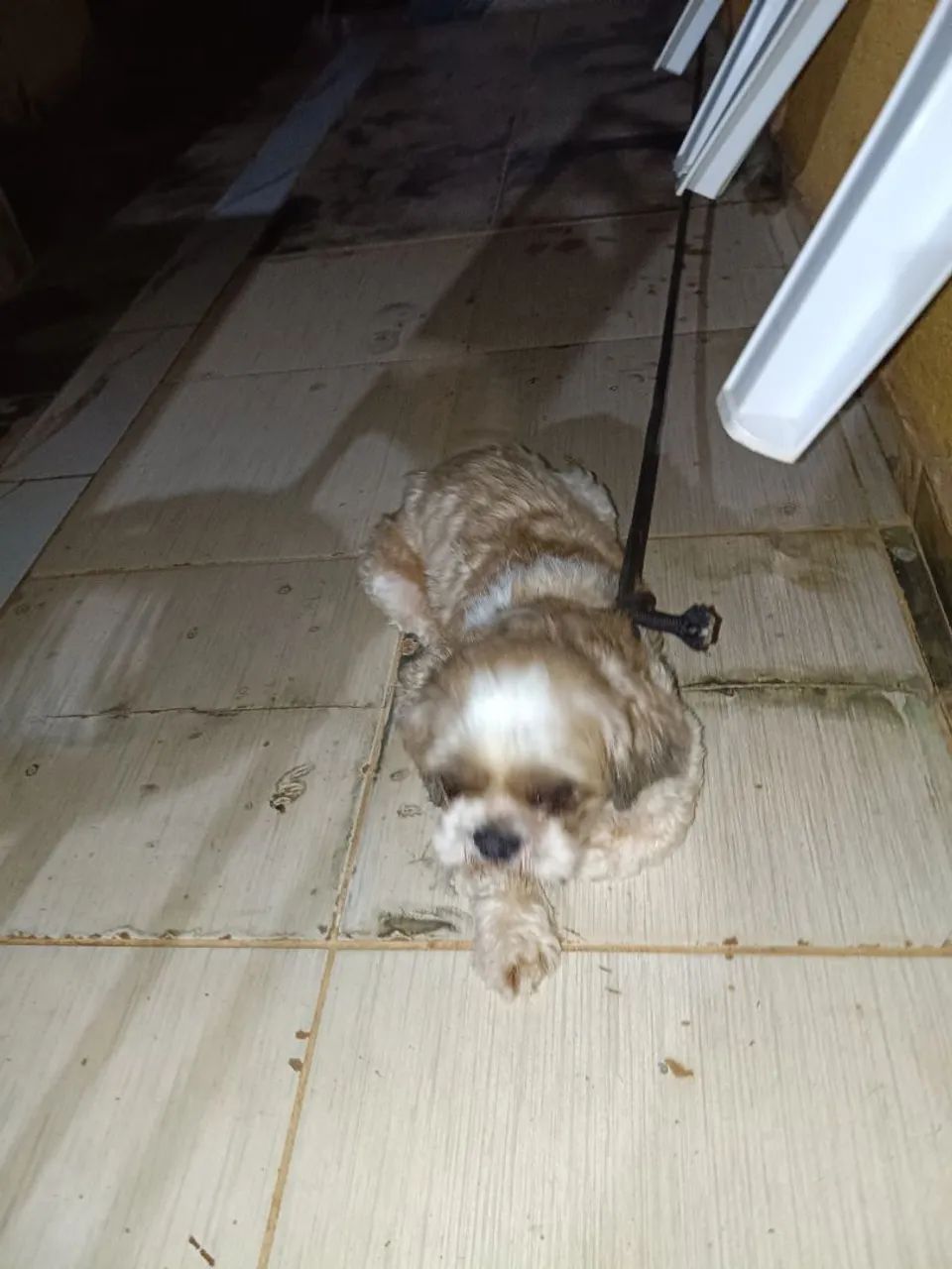 Cachorro  - Foto 2