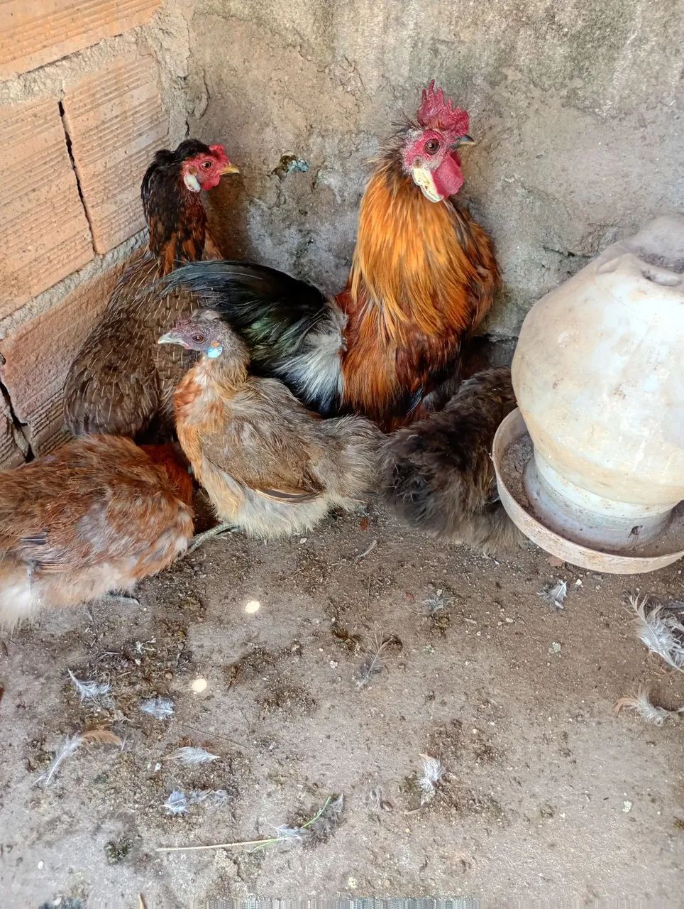 Galinhas sedosas - Foto 2