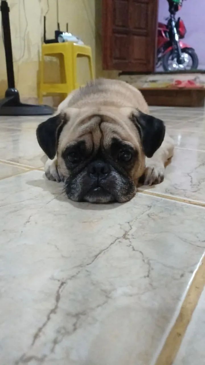 Pug macho  - Foto 2
