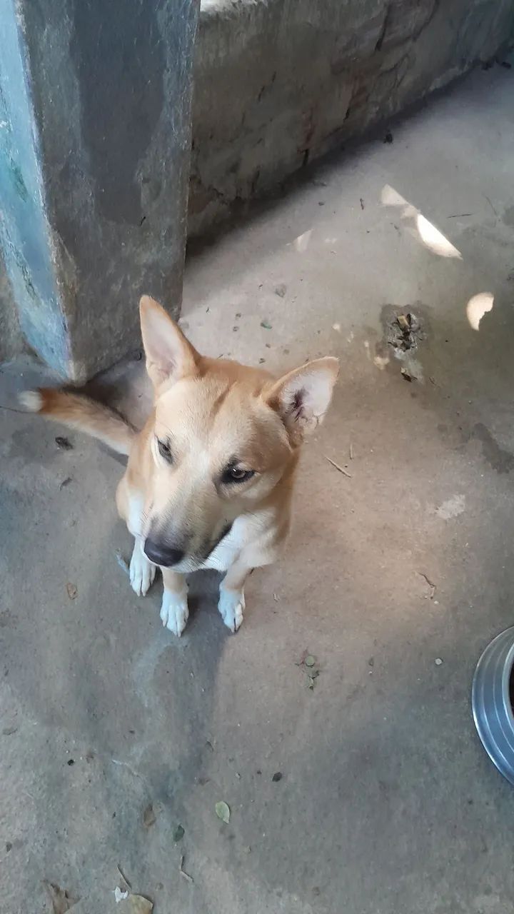 Doação de 2 cachorros 1 Macho e Fêmea  - Foto 2