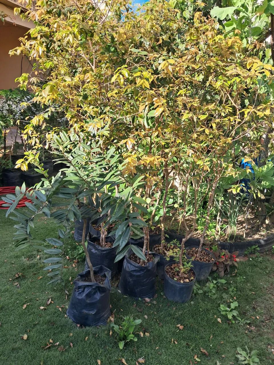 Vendo mudas frutíferas  - Foto 4