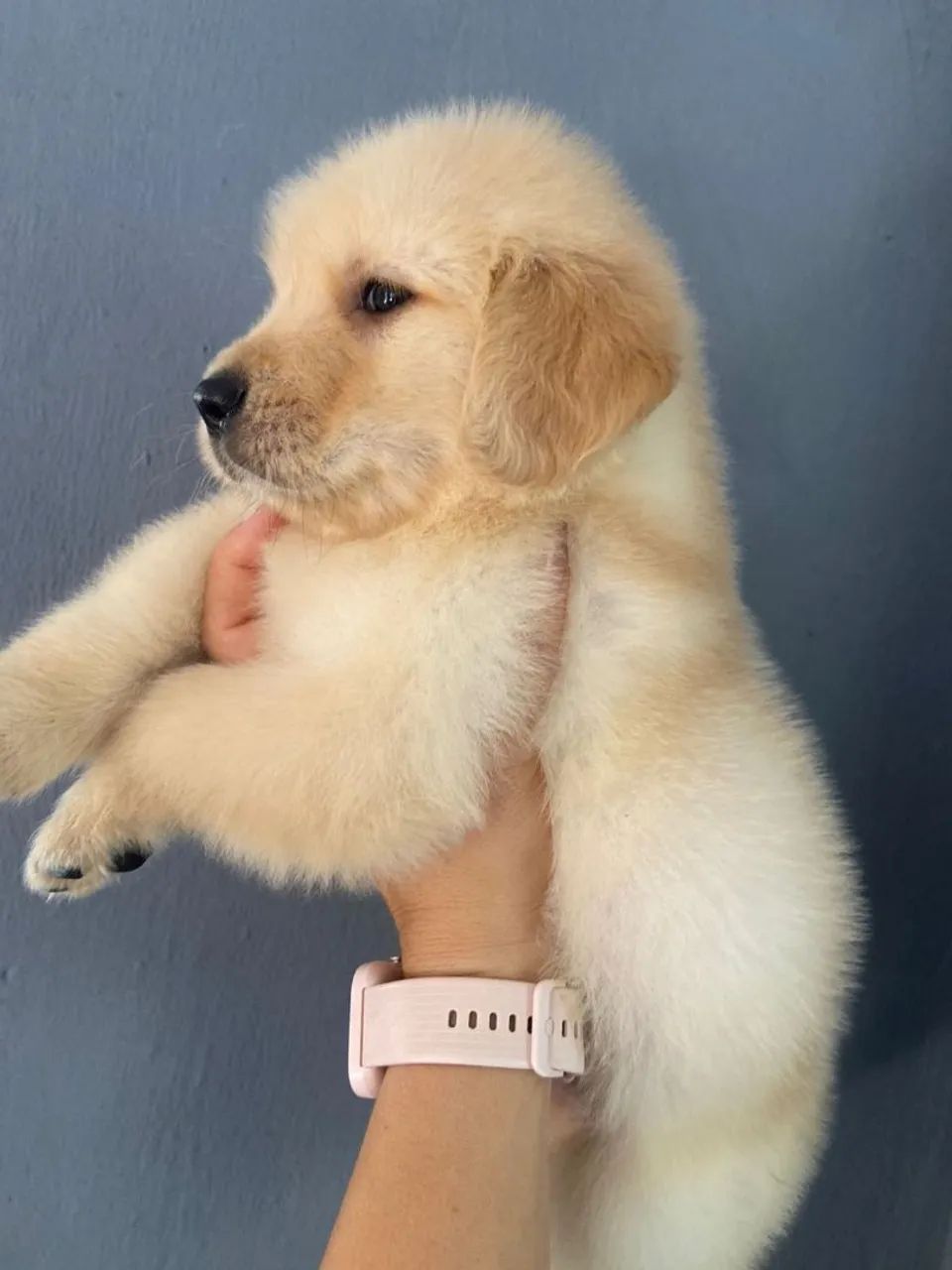 Golden  retrivier  - Foto 3