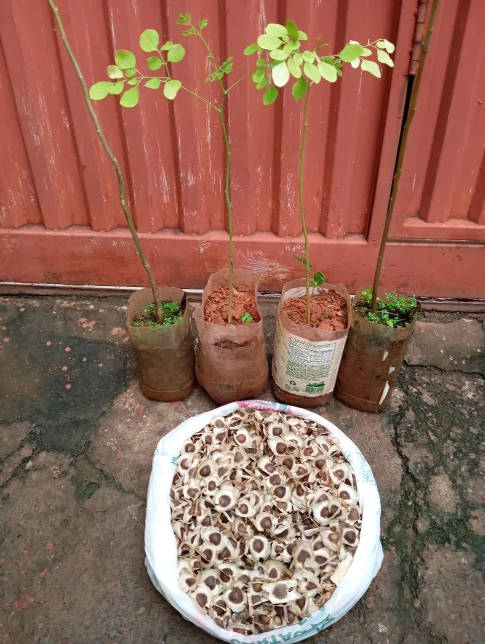 Mudas e sementes de Moringa  - Foto 3