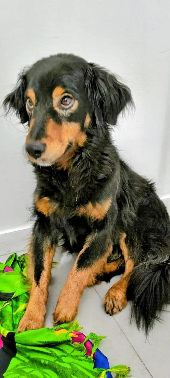 Cão perdido procurando seu dono.