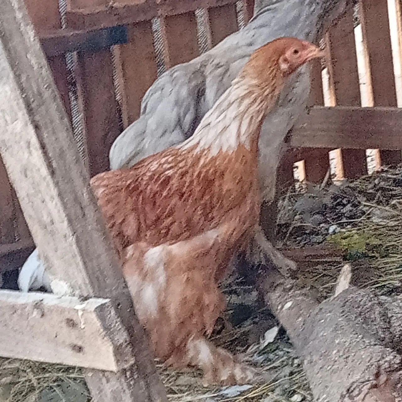 Frangos Brahma 5 meses 