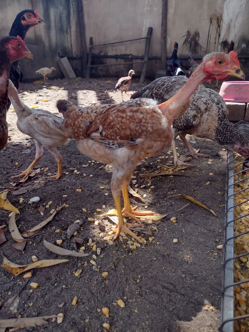 Galinha caipira - Foto 4