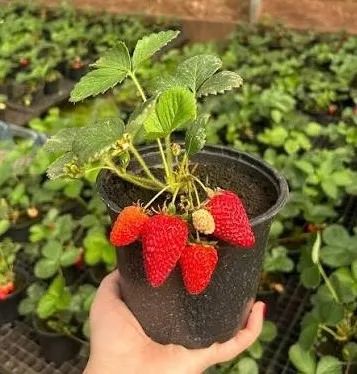 Mudas de Morango - Foto 3