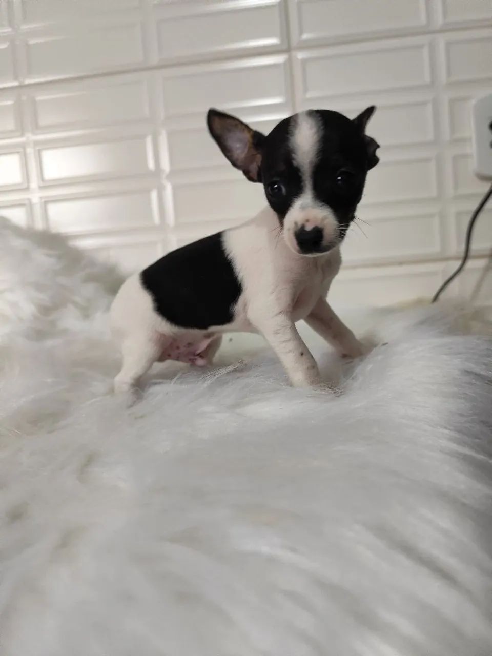 PINSCHER MACHO 