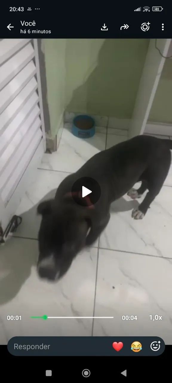 Cachorro Pit monster