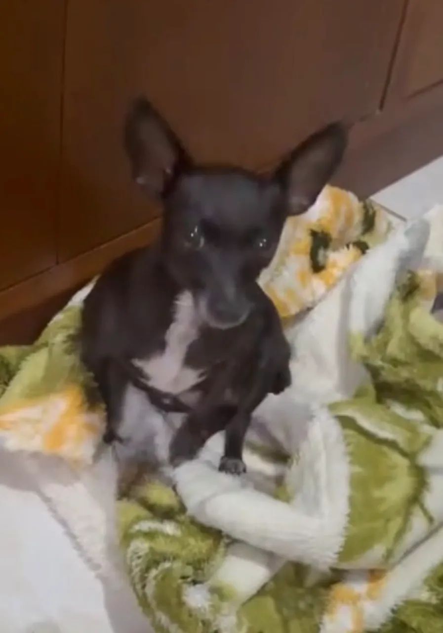Fêmea de Pinscher número 1 - Foto 3