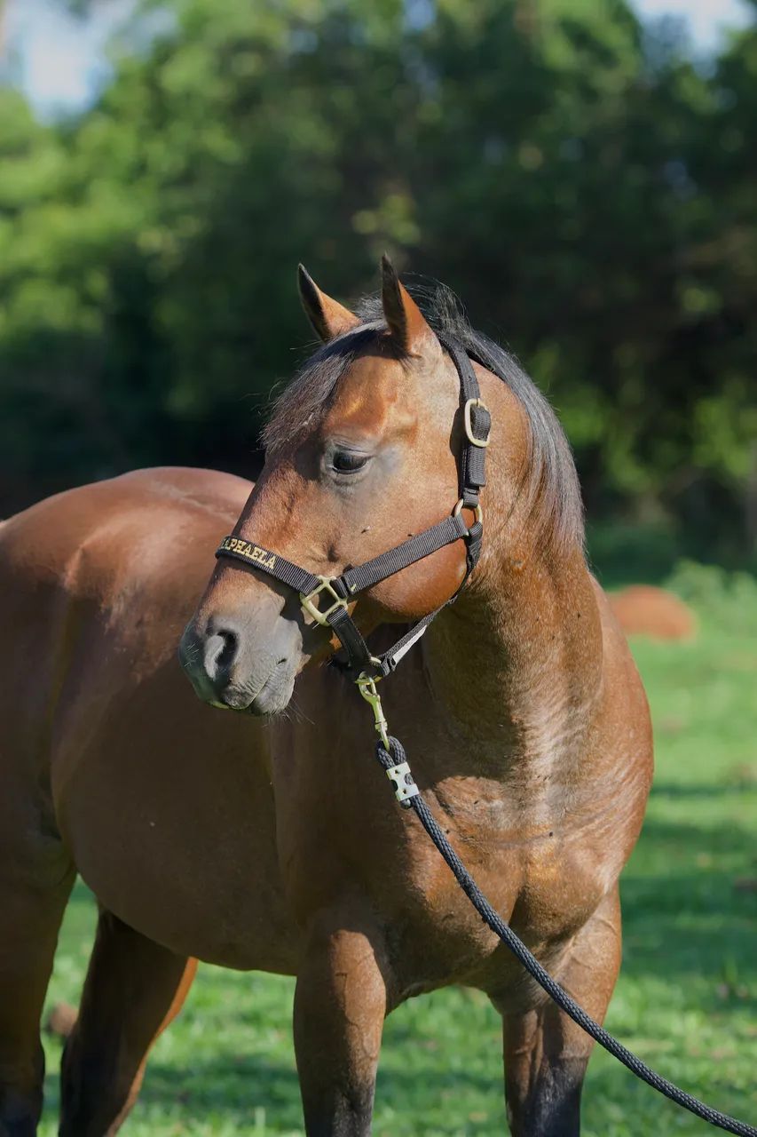 Cavalo garanhão quarto de milha registrado - Foto 5