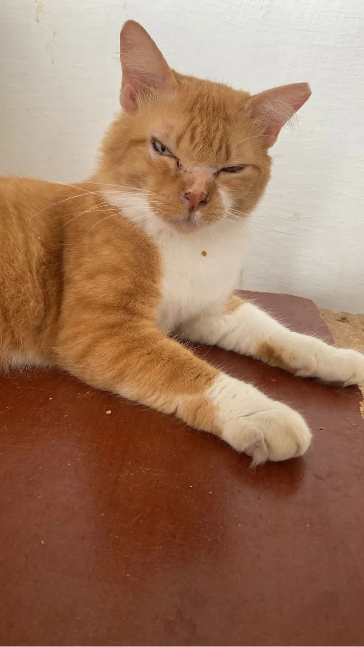 Adote um Gato - Foto 2