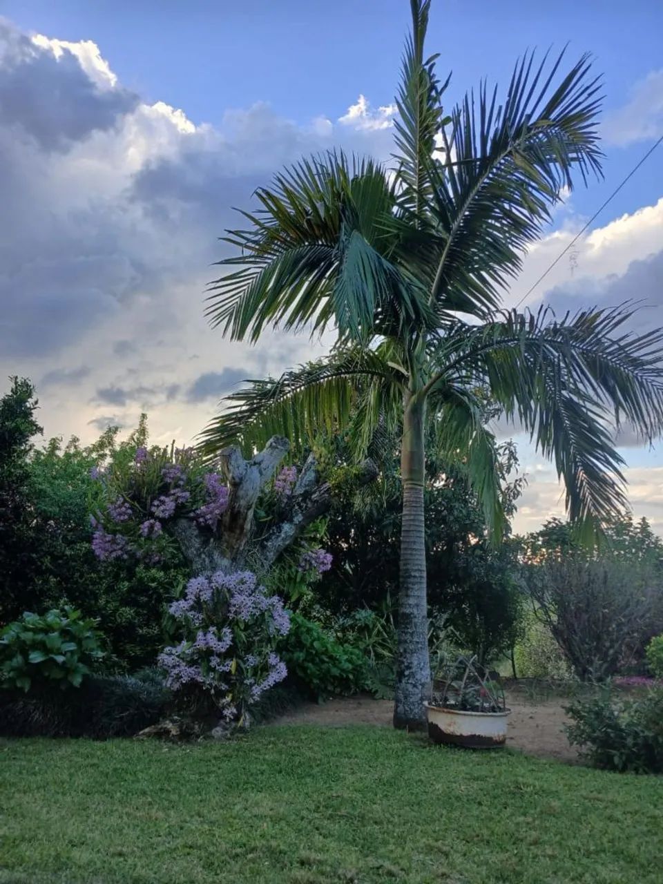 Sitio em morro redondo  - Foto 3