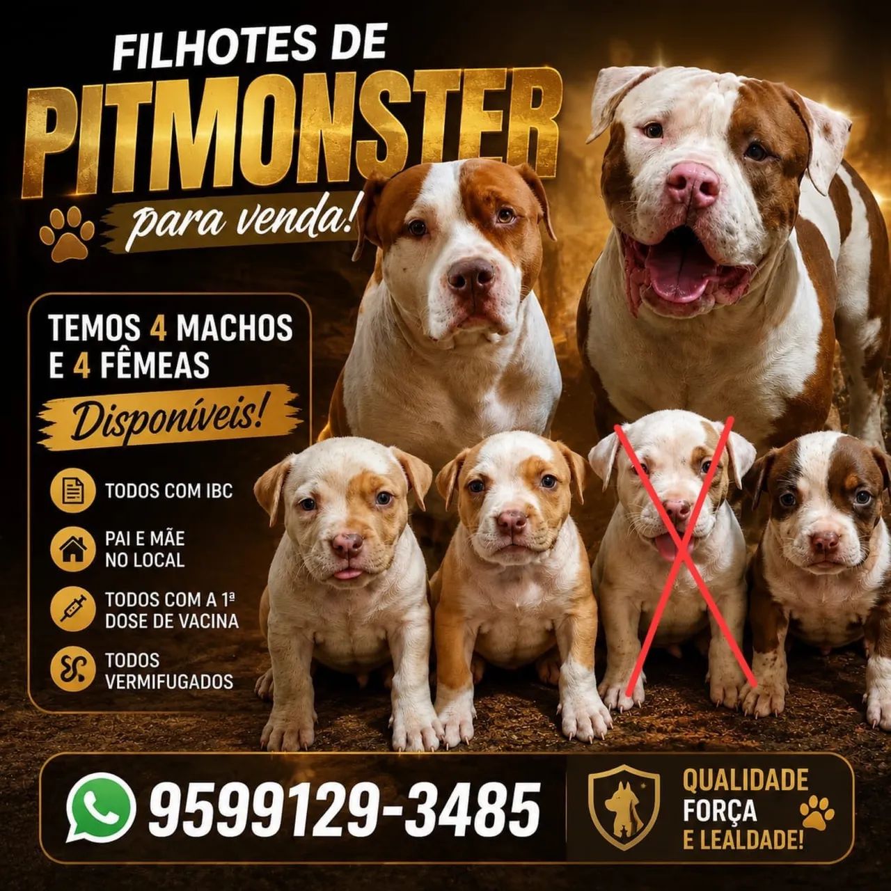 FILHOTES DE PIT MONSTERS - Foto 2