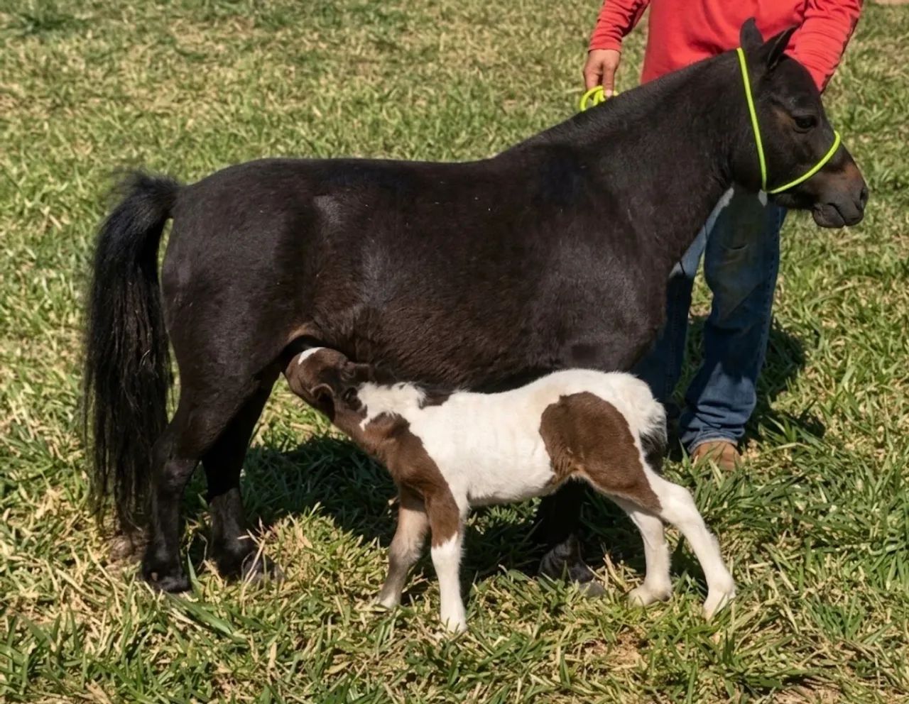 Mini pônei parida  - Foto 4