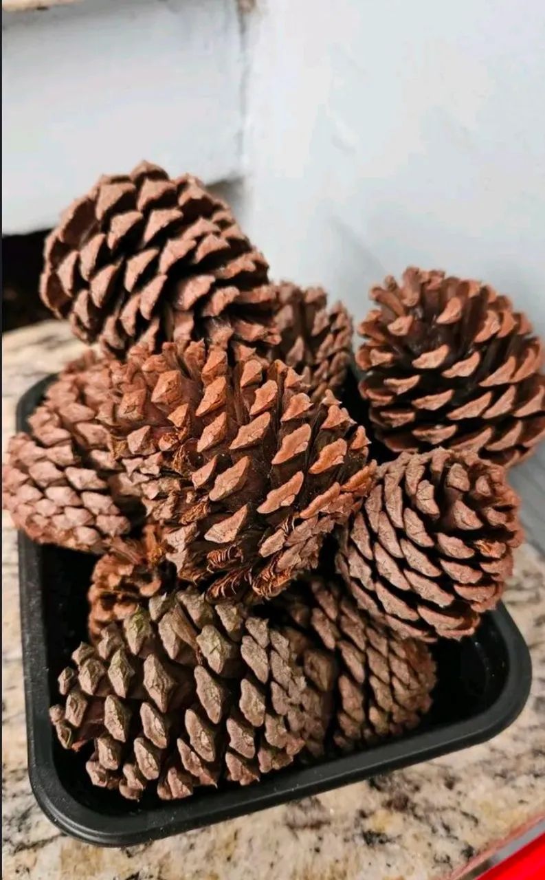 Pinha Natural  - Foto 2
