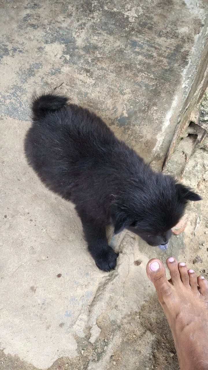 Cachorro - Foto 4