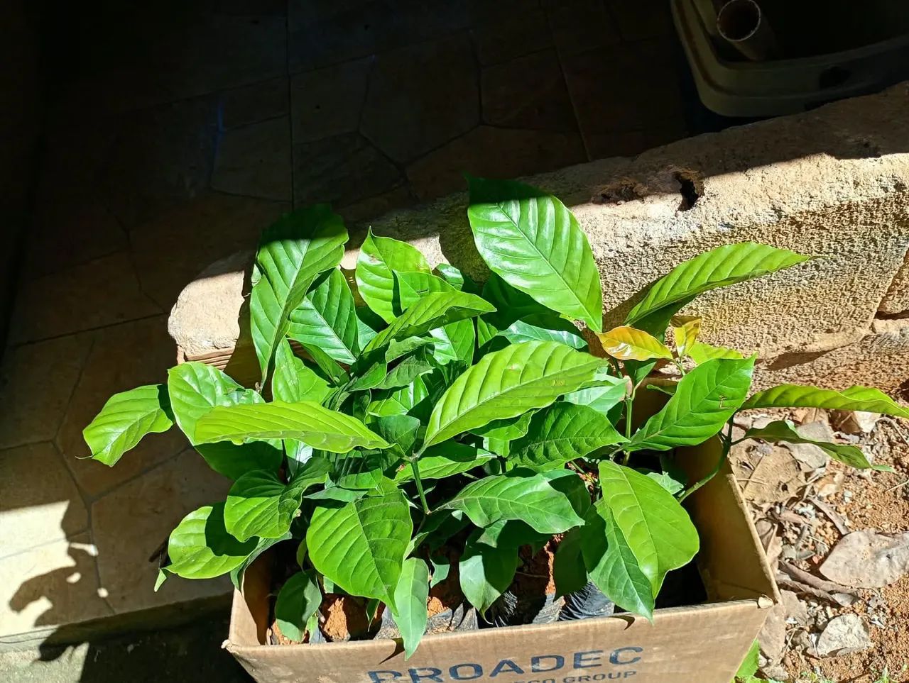 Mudas de café conilon clonadas  - Foto 2