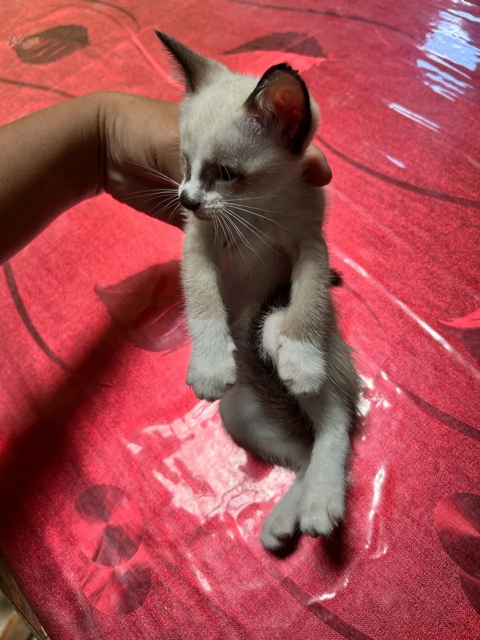 Doação de gatinho - Foto 3