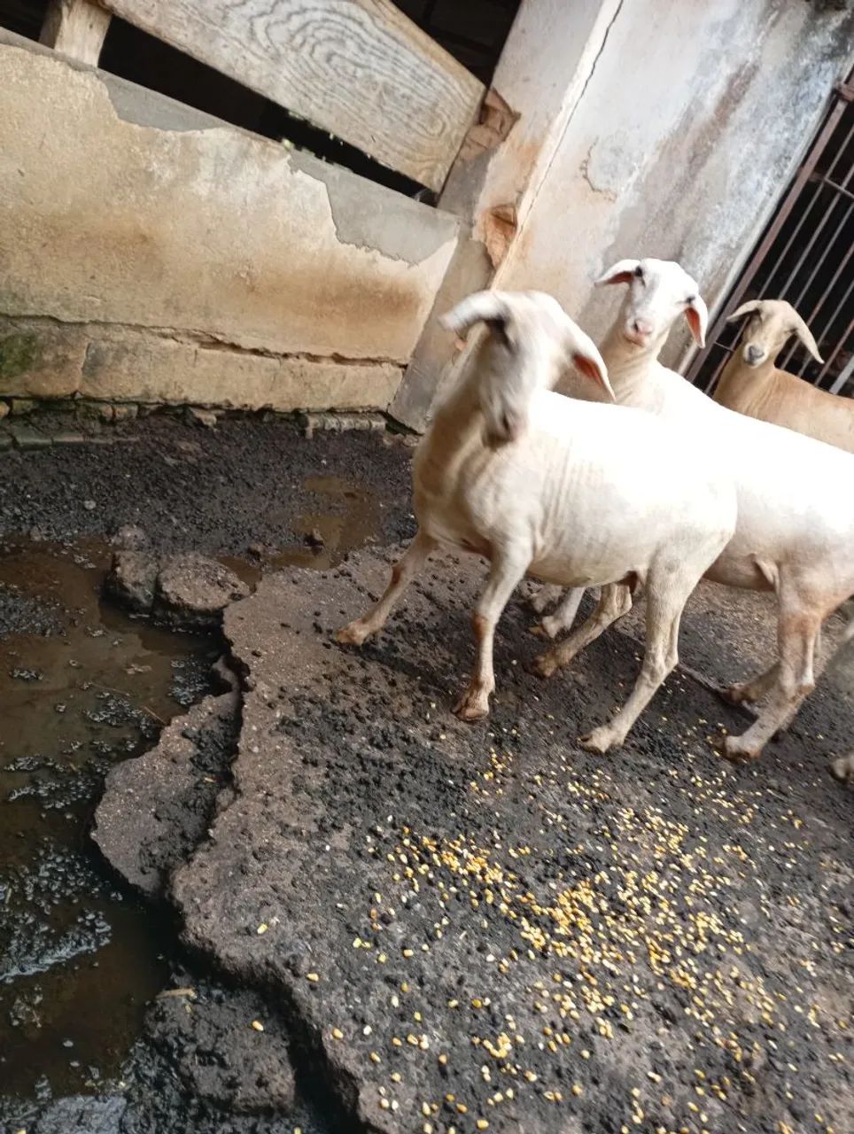 Carneiras prenhas  - Foto 2