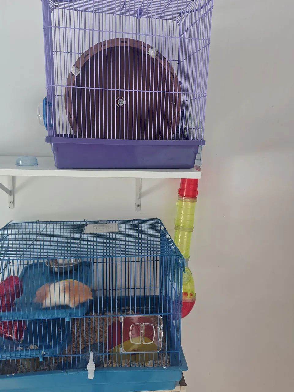 HAMSTER E DUAS GAIOLAS COM TUBOS E UMA RODA - Foto 2